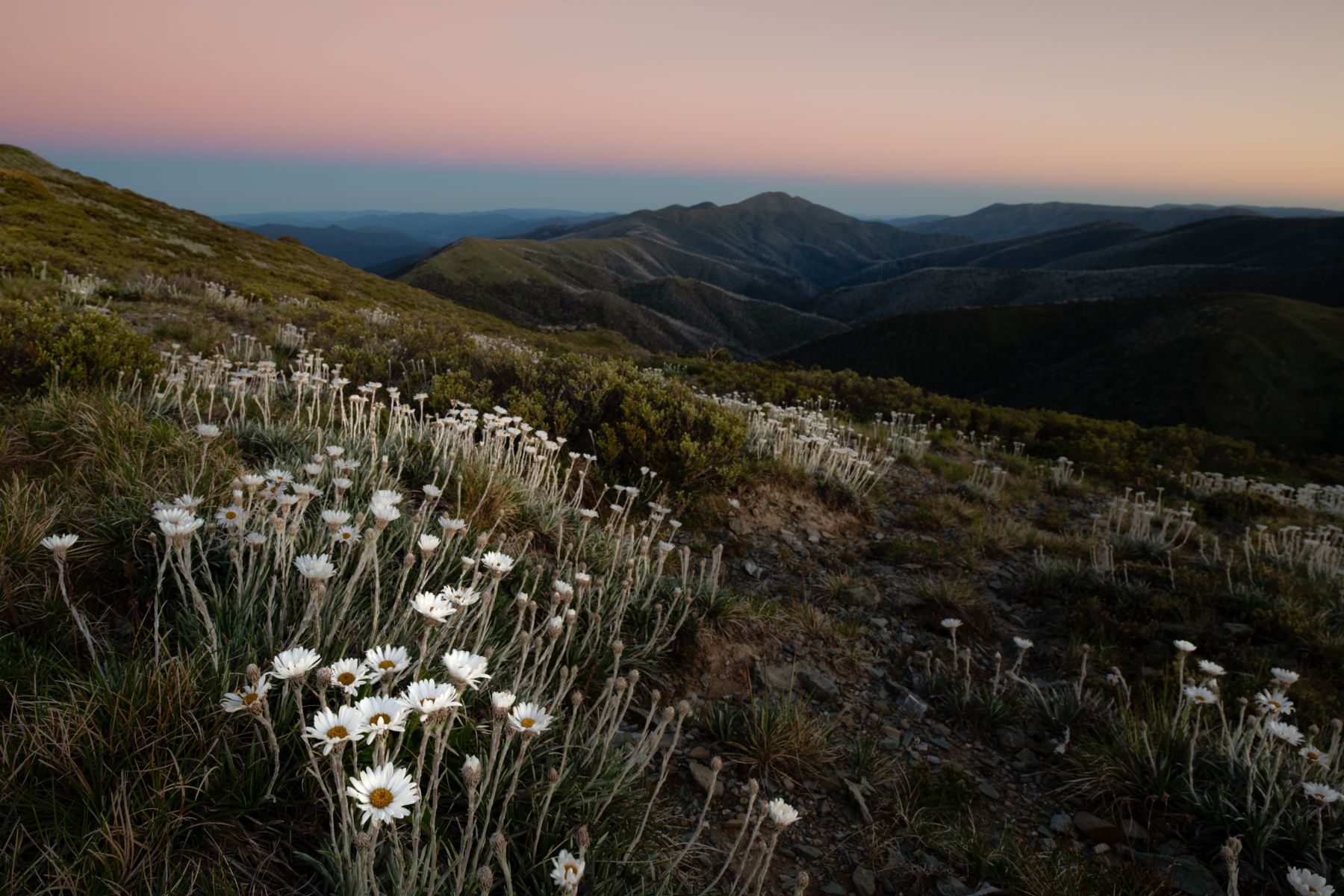 Mount Buller
